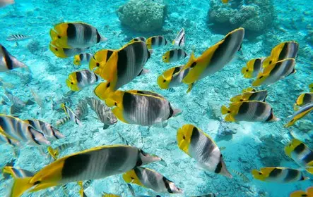 Passeio de barco com fundo de vidro em Bora Bora