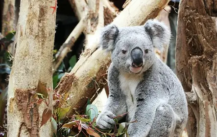 Zoológico de Leipzig + Tarjeta de viaje de un día "Leipzig (zona 110)"
