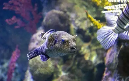 Aquário Sea Life em Benalmádena