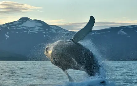 Akureyri: Whale-Watching Cruise