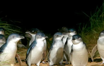 Desfile de pinguins + Parque de vida selvagem do santuário ao luar: viagem de um dia saindo de Melbourne